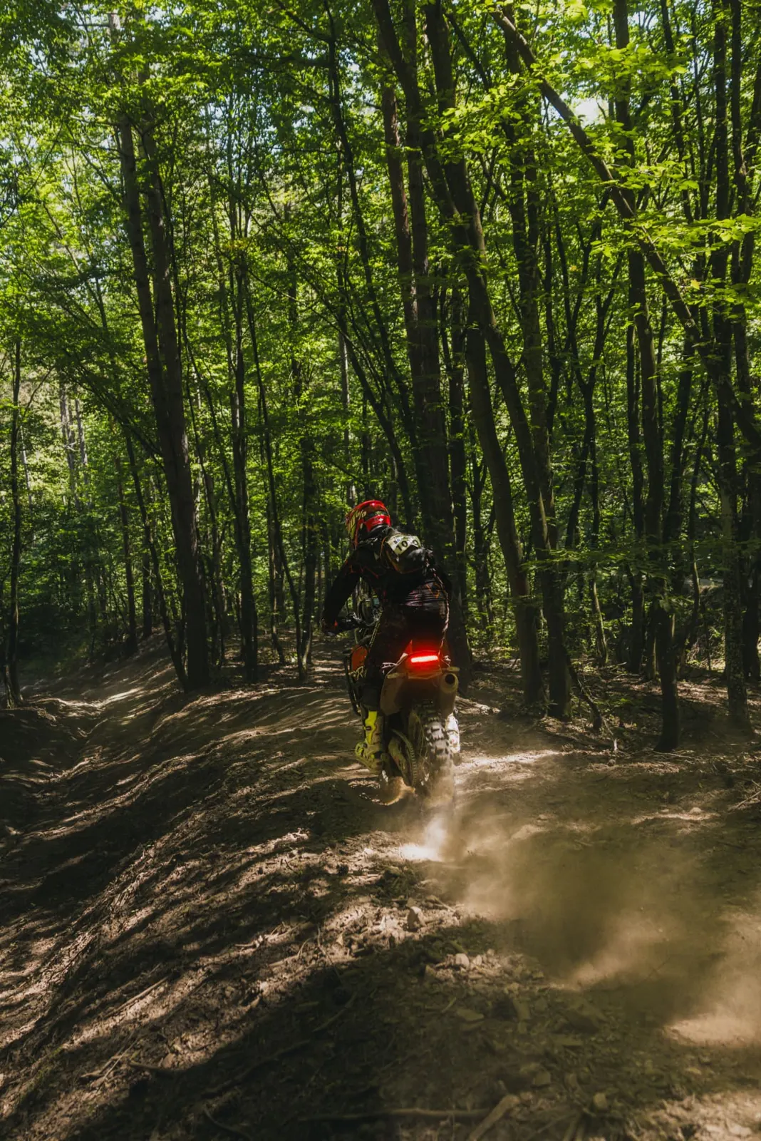 Rider on a dirt trail through a sunlit beech forest